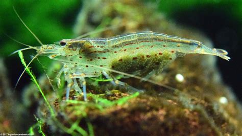 Freshwater Shrimp Can Be Great Additions To A Tank - Video