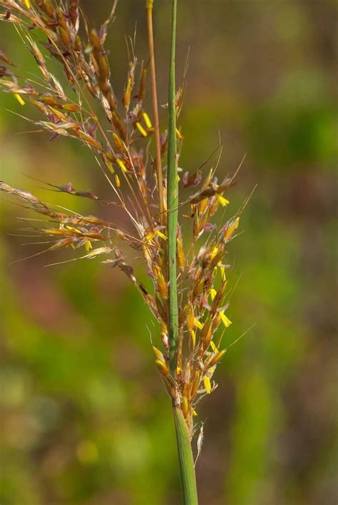 What Is Indian Grass? | Easy Way To Garden