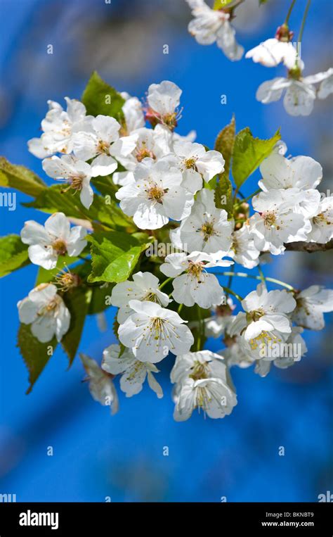 Wild Cherry blossom Stock Photo - Alamy