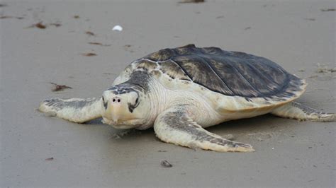 Florida beaches littered with dead sea turtles; scientists blame red ...