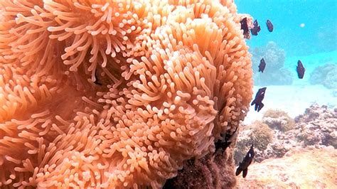 Rarotonga Island Snorkeling | Cook Islands