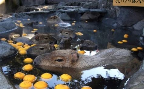 In Japan, Capybaras Get Treated to Yearly Hot Tubs - Neatorama