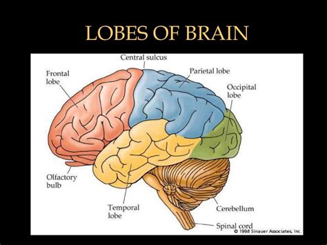 MRI SECTIONAL ANATOMY OF BRAIN