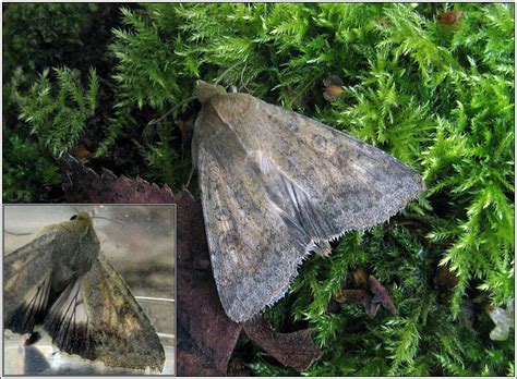 Moths - Scarce Bordered Straw, Helicoverpa armigera