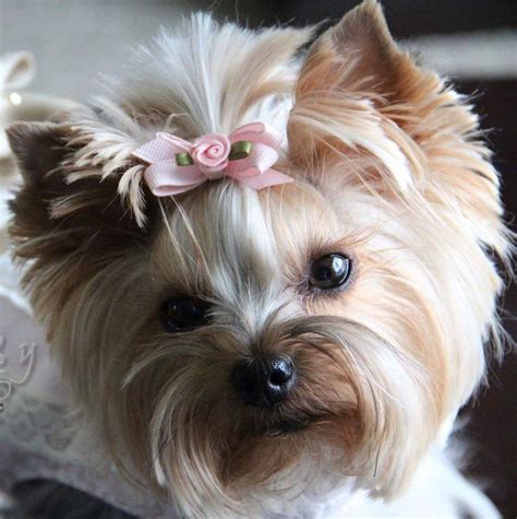 Yorkie asks...Do you like my bow? | Yorkshire terrier puppies, Yorkshire terrier dog, Biewer yorkie