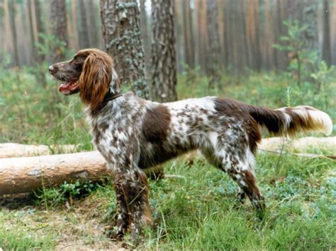 German Longhaired Pointer Info, Puppies, Temperament, Pictures