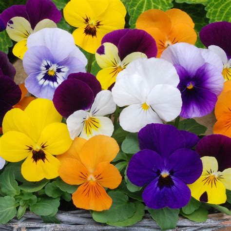 Viola Plant Pictures ~ Viola Sorbet Plants Mixed F1 Plug | Bodhiwasuen