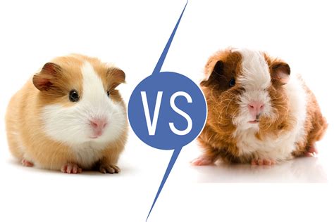 Guinea Pigs vs Hamsters [11 Things to know] | Pet Comments