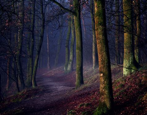 Eerie Forest Path [2574x2012] : r/EarthPorn