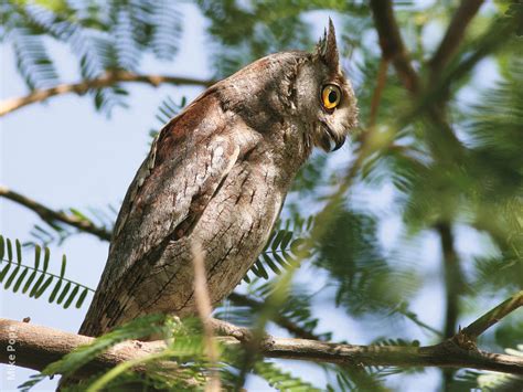 Eurasian Scops Owl | KuwaitBirds.org