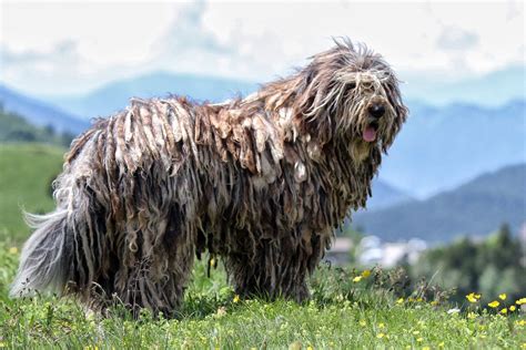 Bergamasco Sheepdog - Native Breed.org