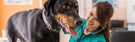 Veterinary Assistant Training & Classes - Milwaukee Career College