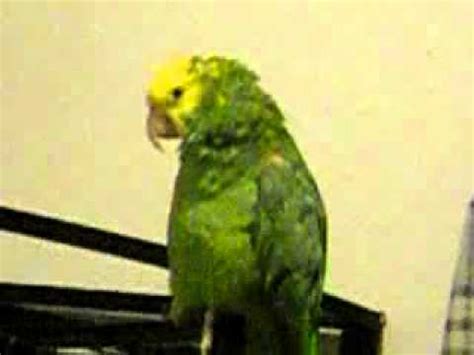 Parrot crying like a baby YouTube - YouTube