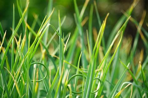 Premium Photo | Harvesting green onions grown in my vegetable garden green onions eaten for ...