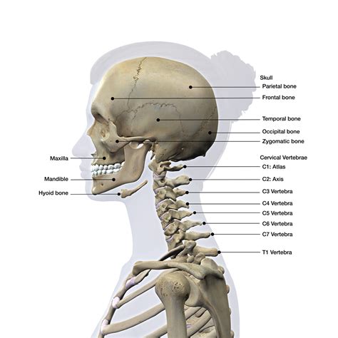 Anatomy Of The Neck Bones