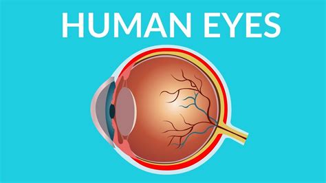 Parts Of The Human Eye And Their Functions