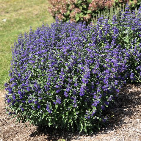 Caryopteris BEYOND MIDNIGHT - Buy Bluebeard Shrubs Online