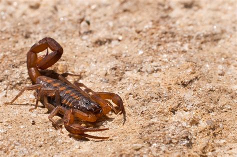 Hot, Dry Summer Has Scorpions In Texas Heading Indoors - Texas A&M Today