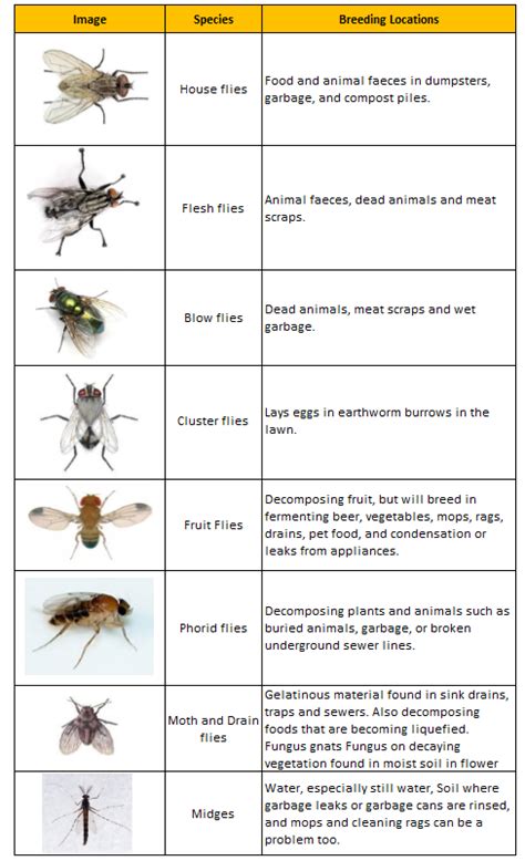 Fly Identification Table :: Behance