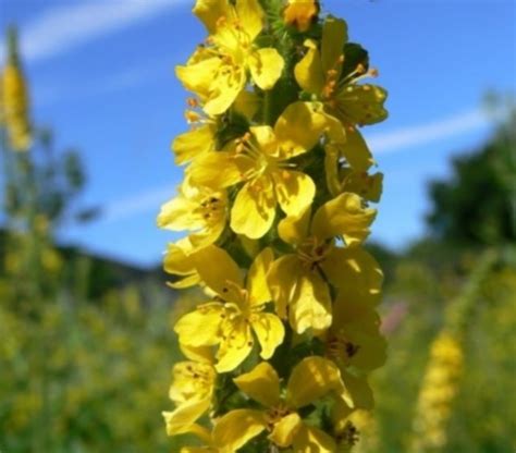 Agrimony, Common (Agrimonia eupatoria) Seeds - WildaHome