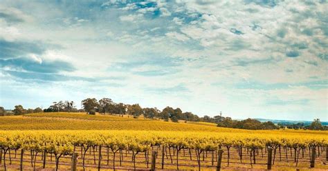 Everything About The Barossa Valley - South Australia Road Trips