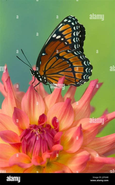 Viceroy Butterfly that mimics the Monarch Butterfly Stock Photo - Alamy