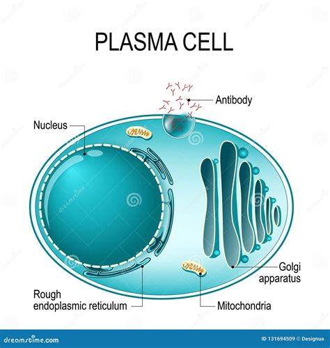 Plasma Cell TS Royalty-Free Stock Photo | CartoonDealer.com #84220191