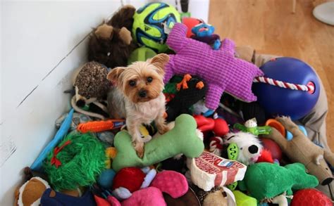 How Do You Wash Dog Toys? | BARK