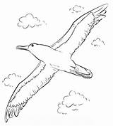 Albatross Coloring Pages  Best Coloring For Kids sketch template