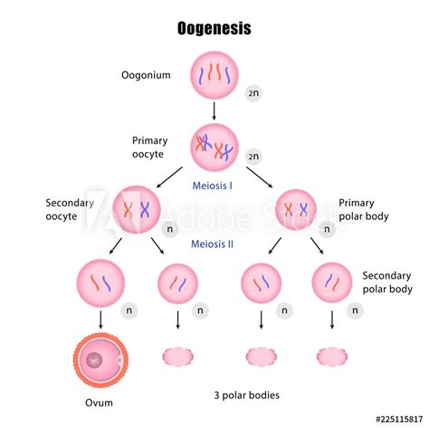 Oogenesis - W3schools