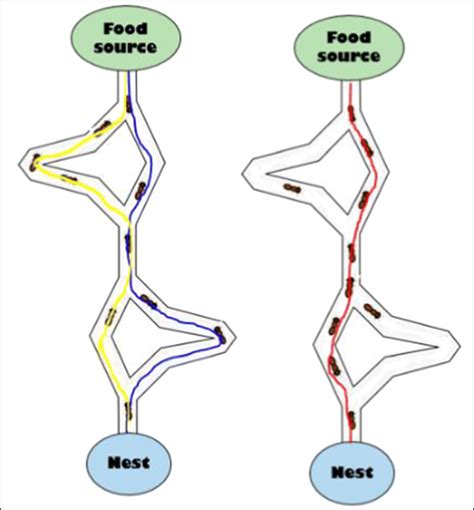 Finding the optimal path in the ant optimization algorithm as a swarm... | Download Scientific ...