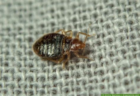 Fleas, Ticks, or Bed Bugs? Here's How To Tell The Difference - Pest Pointers