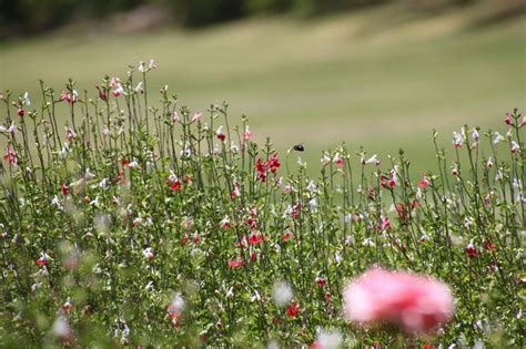 Meadow Grass Flowers free image download