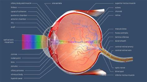 Everything You Need to Know About the Cornea Function