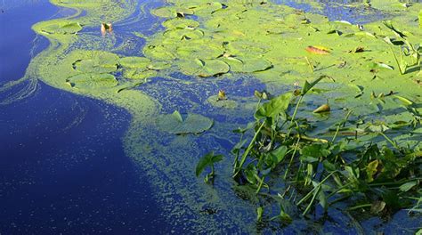 Managing Algal Toxins in Pond Water - UF/IFAS Extension Marion County