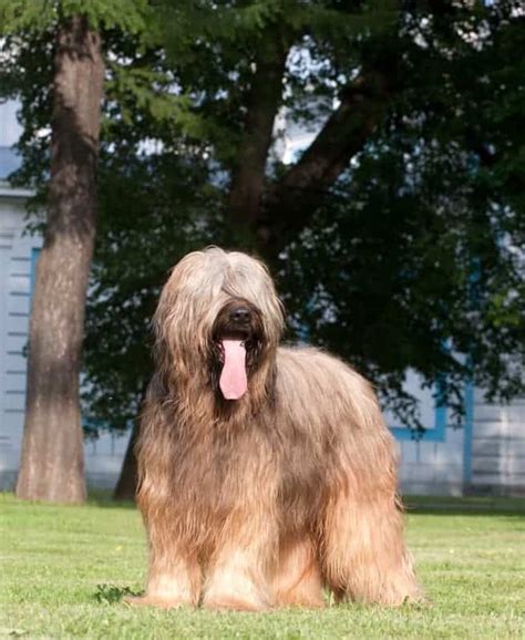 Briard Temperament and Puppy Info (Price, Breeders, etc)