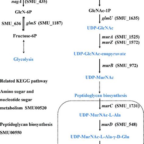 Amino sugar and nucleotide sugar metabolism and peptidoglycan synthesis ...