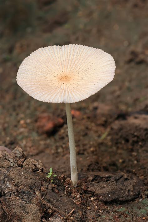 File:Parasola sp mushroom.jpg - Wikipedia