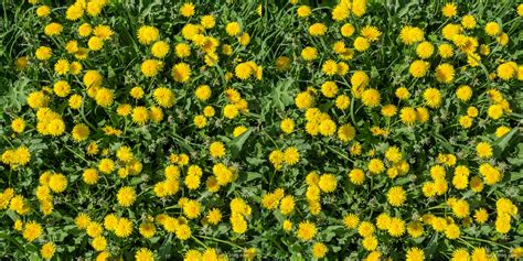 UrixBlog.com » Dandelions in 3D