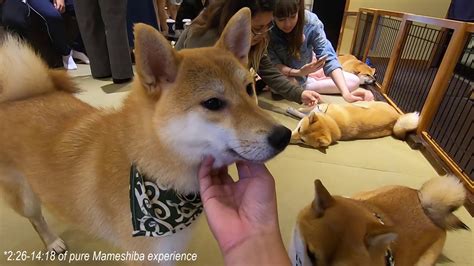 Mame Shiba Inu Dog Cafe in Harajuku - Tokyo Japan: POV Feels - YouTube