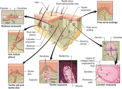 13.2: Sensory Modalities and General Senses - Medicine LibreTexts