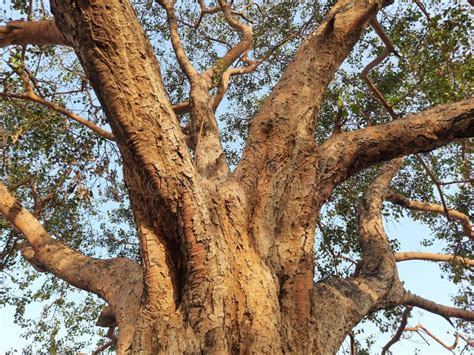 Peepal Tree Roots in India. Stock Image - Image of leaf, nature: 244807247