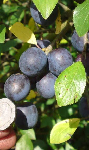 Turnditch Orchard Project: Wild Plum (Bullace) jelly from the Turnditch ...