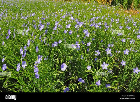 Flowers of Linseed or common flax Linum usitatissimum turned towards ...