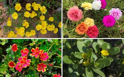 Different Types of Portulaca (Photos) - Garden Lovers Club