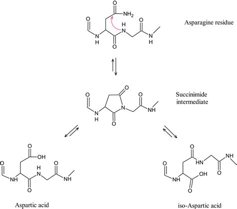 Oxidation and Deamidation of Monoclonal Antibody Products: Potential ...