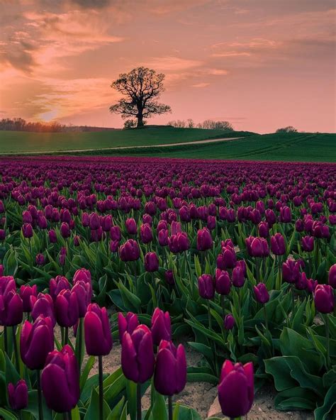 Field of tulips in the sunset !!!!🌅 Photography by unknown photographer ...