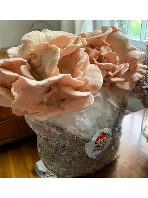 Mushroom Grow Kit