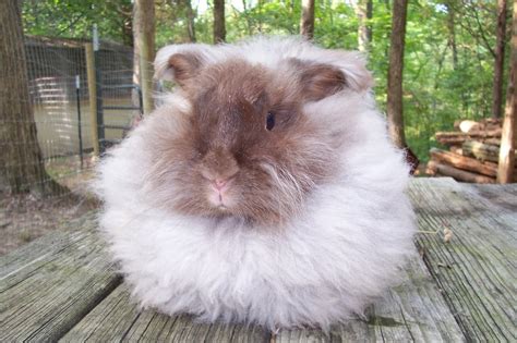 Angora Rabbit