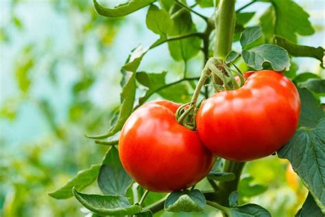 All About Planting and Harvesting the Delicious Momotaro Tomato - Minneopa Orchards